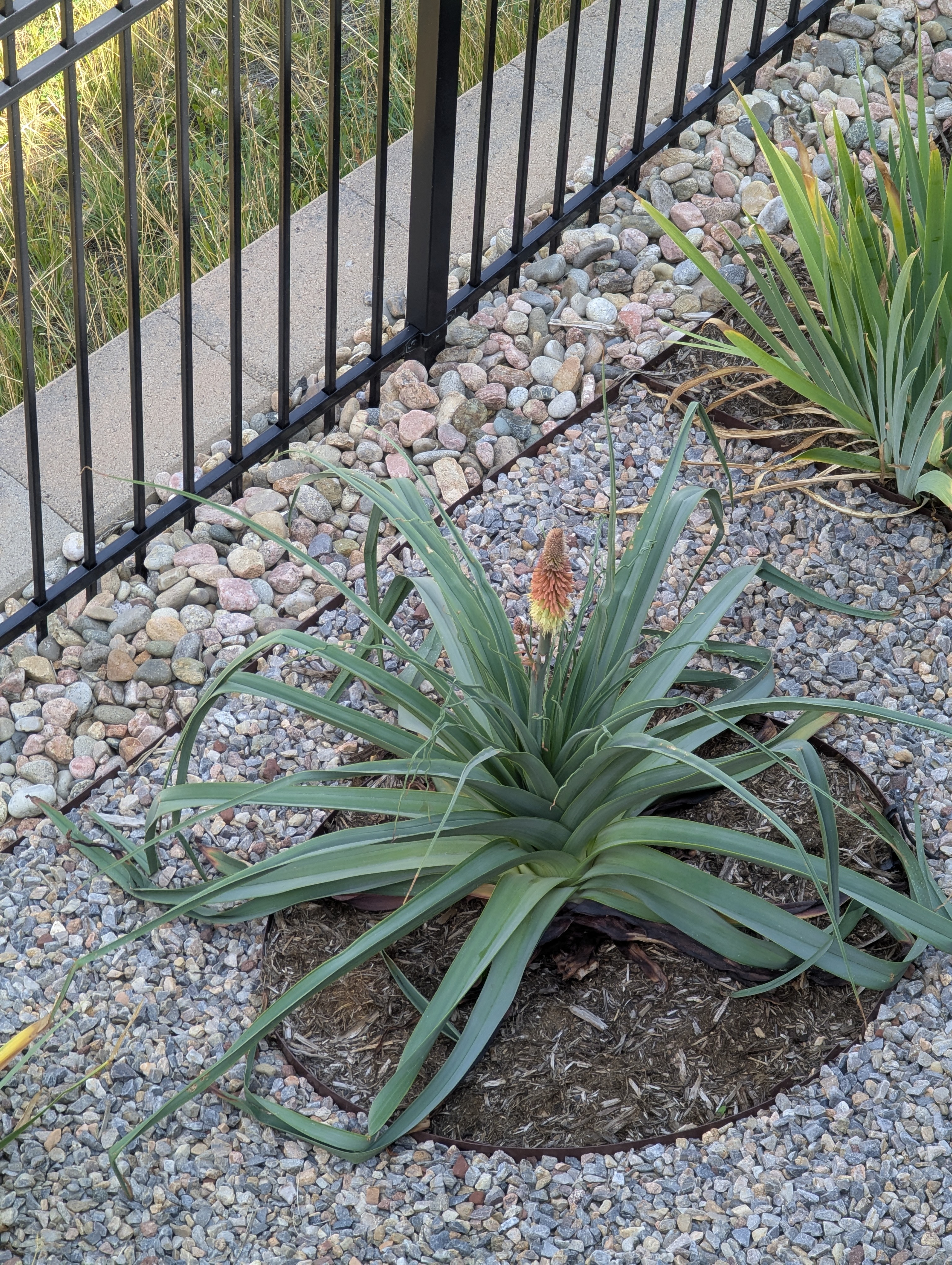 Garden, Torch Yucca, Morrison, Colorado